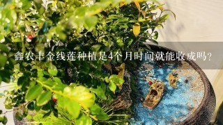 鑫农丰金线莲种植是4个月时间就能收成吗？