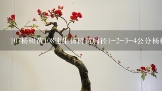 107杨树苗108速生杨树苗胸径1-2-3-4公分杨树苗多少钱1棵？