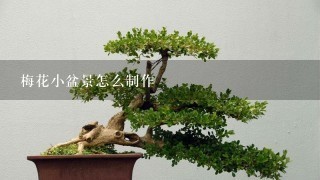 梅花小盆景怎么制作