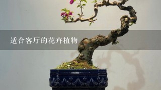 适合客厅的花卉植物