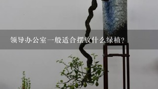 领导办公室1般适合摆放什么绿植？