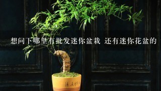 想问下哪里有批发迷你盆栽 还有迷你花盆的 谢谢各位了