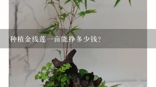 种植金线莲1亩能挣多少钱？