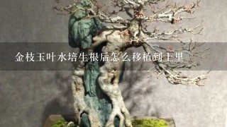 金枝玉叶水培生根后怎么移植到土里