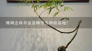 珊瑚念珠草盆景哪里有种植基地?