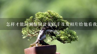 怎样才能问到松树盆景高手及发相片给他看我的