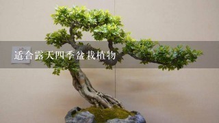 适合露天4季盆栽植物