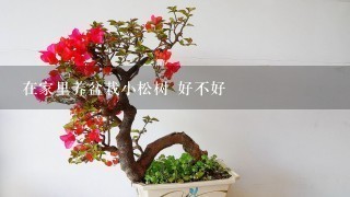 在家里养盆栽小松树 好不好