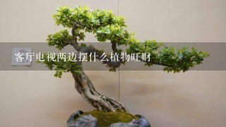 客厅电视两边摆什么植物旺财