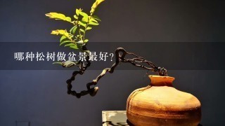 哪种松树做盆景最好？