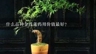 什么品种金线莲药用价值最好？