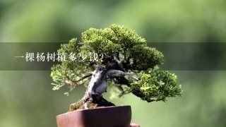 1棵杨树植多少钱？