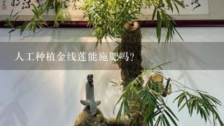 人工种植金线莲能施肥吗？