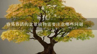 容易养活的盆景植物需要注意哪些问题