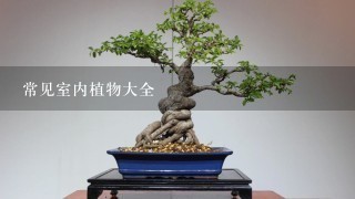 常见室内植物大全