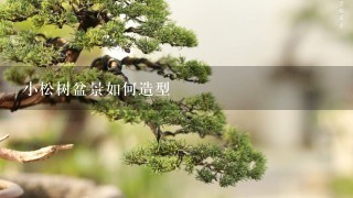 小松树盆景如何造型