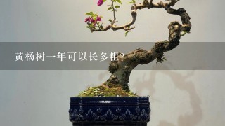 黄杨树1年可以长多粗？