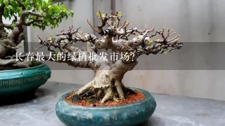 长春最大的绿植批发市场？