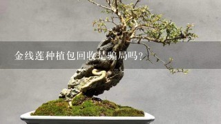 金线莲种植包回收是骗局吗？