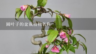 圆叶子的盆栽植物名称