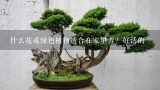 什么花或绿色植物适合在家里养？好活的