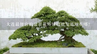 大连最便宜的盆景花卉绿植批发基地在哪？