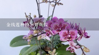 金线莲种植加盟真假