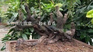 冬青图片欣赏 1起来看看