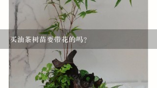 买油茶树苗要带花的吗?