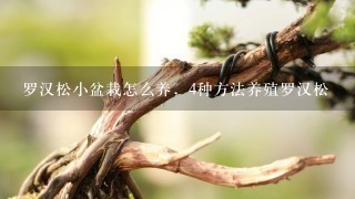 罗汉松小盆栽怎么养，4种方法养殖罗汉松