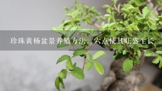 珍珠黄杨盆景养殖方法，6点使其旺盛生长