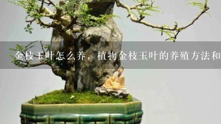 金枝玉叶怎么养，植物金枝玉叶的养殖方法和注意事项？