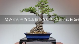 适合室内养的风水植物有哪些?富贵竹应该如何培养?