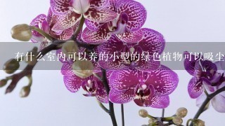 有什么室内可以养的小型的绿色植物可以吸尘??