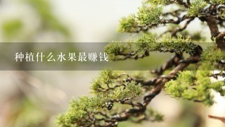 种植什么水果最赚钱