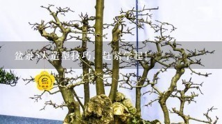 盆景5大造型技巧，赶紧学起！