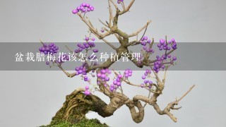 盆栽腊梅花该怎么种植管理