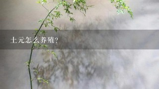 土元怎么养殖？