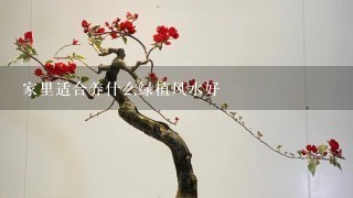 家里适合养什么绿植风水好