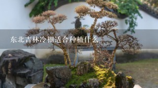 东北吉林冷棚适合种植什么