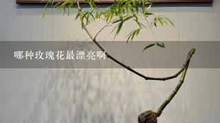 哪种玫瑰花最漂亮啊