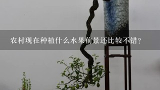 农村现在种植什么水果前景还比较不错？