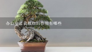 办公室盆栽植物的作用有哪些