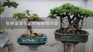 松树盆景什么时候修剪合适？