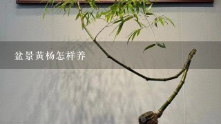 盆景黄杨怎样养