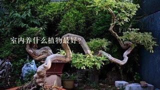 室内养什么植物最好？