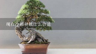 现在冷棚种植什么合适