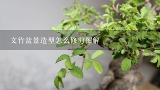 文竹盆景造型怎么修剪图解