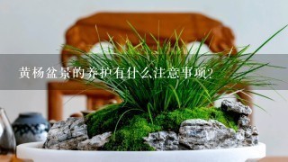 黄杨盆景的养护有什么注意事项？