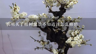 我刚买了榕树盆景不知道该怎么修剪